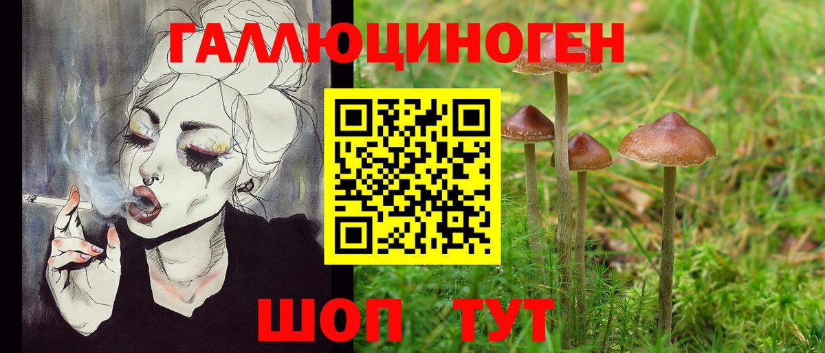 Вольск  Галлюциногенные грибы Psilocybine cubensis  что такое наркотик  Псилоцибиновые грибы прущие грибы  Вход с VPN 
